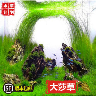 墨西哥大莎草硬叶不分叉非普通大莎草鱼缸造景水下叶淡水飘逸后景