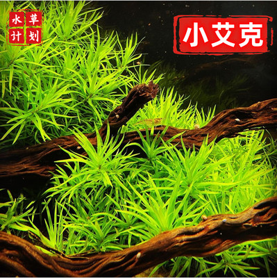 小艾克自养中叶淡草造景有茎类