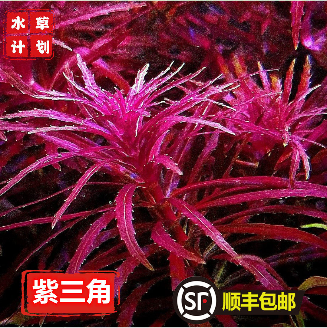 紫三角水草百叶水草水下叶荷兰景水草缸造景开缸水草红草中后景草