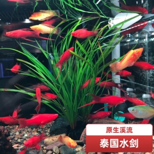 泰国水剑草缸造景植物后景水草原生缸生态缸懒人莫斯无需co2水兰