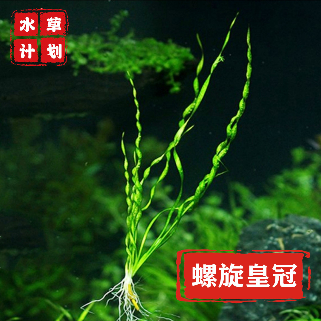 皇冠水草ada造景鱼缸二氧化碳