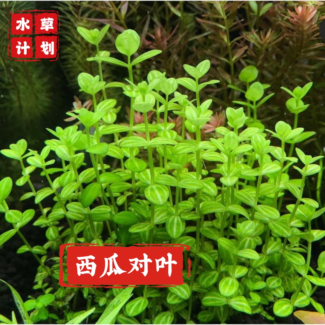 西瓜对叶水草造景迷你小圆叶