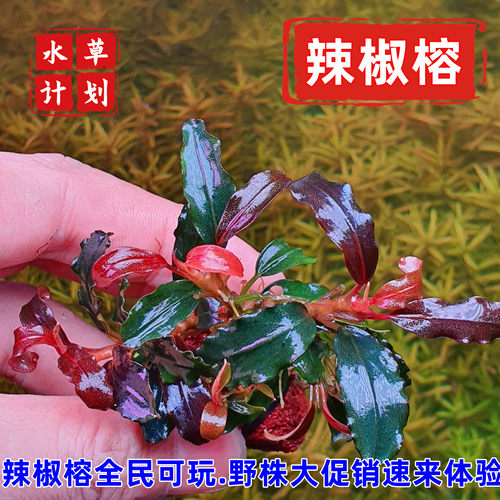 辣椒榕野株发色高端稀有水草