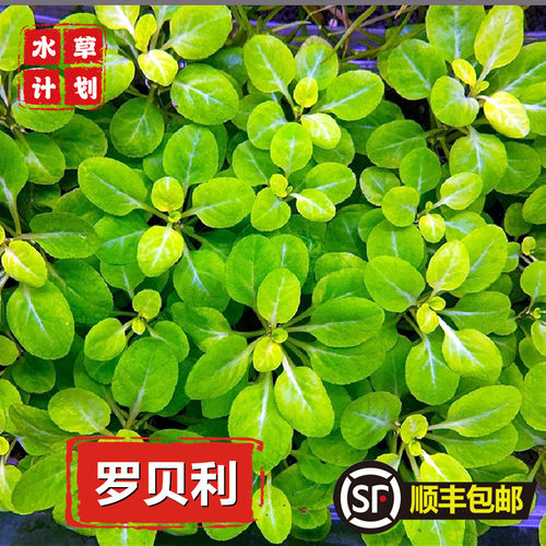 叉柱花前景草罗贝利绿色水草