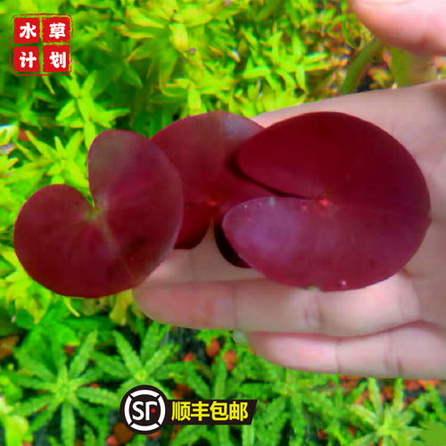 鱼缸水草草缸造景水下叶好养水草