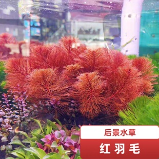 红羽毛雨伞雪花松尾乌苏里草缸鱼缸造景后景草淡水阳性红色有茎类