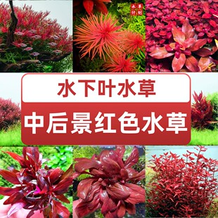 草缸造景红色阳性阴性水草大红叶丁香夕烧红唇血红宫廷丹麦红玫瑰