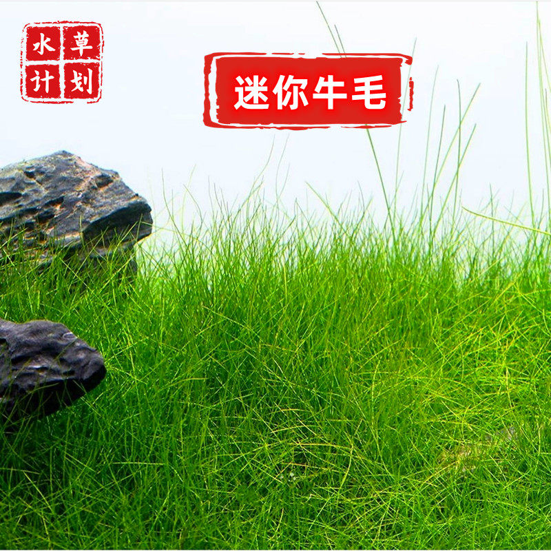 水下叶迷你牛毛荷兰景草缸前景草坪迷你矮珍珠趴地矮珍珠天湖易养