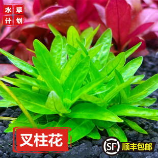 南美叉柱花水草罗贝利牛毛趴地水下叶前景中景草缸造景淡水好活