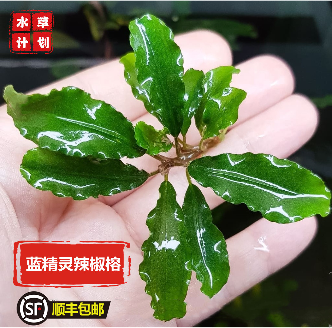 蓝精灵辣椒榕淡水鱼活体懒人