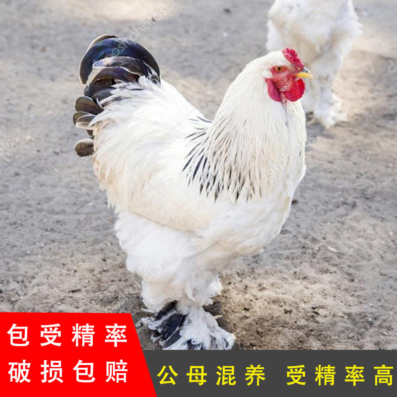 纯种散养小鸡可食用大型观赏鸡梵天正宗婆罗门鸡种蛋宠物可孵化