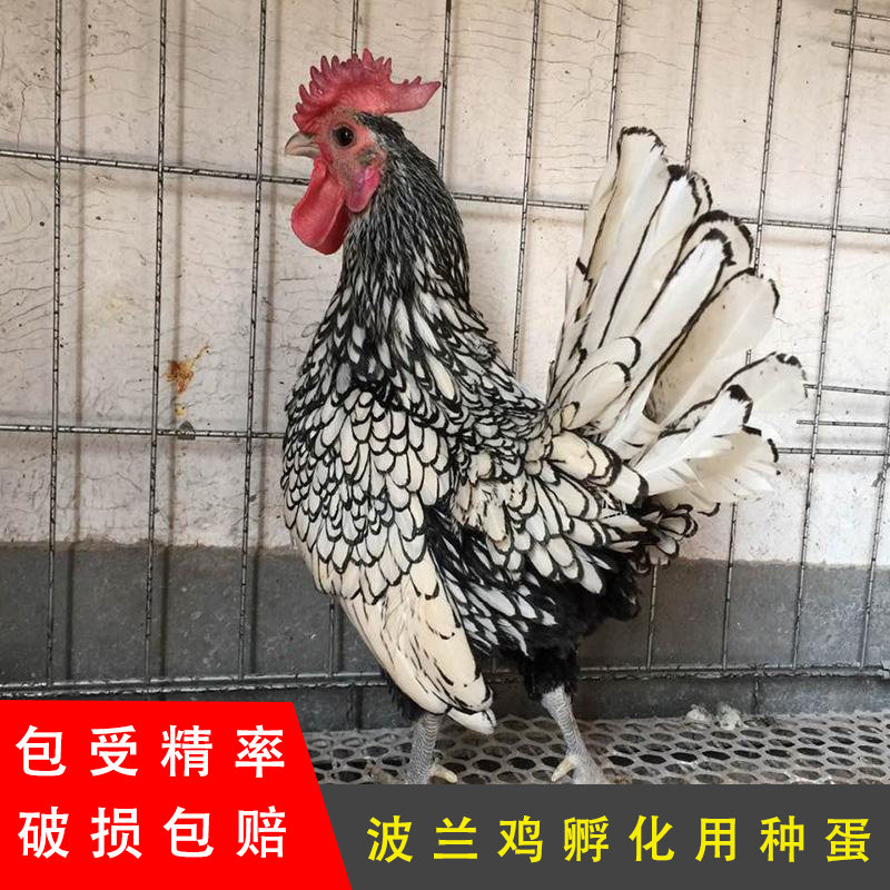 10枚黑白纹波兰鸡种蛋受精蛋观赏玲珑宠物鸡波澜鸡可孵化受精种蛋