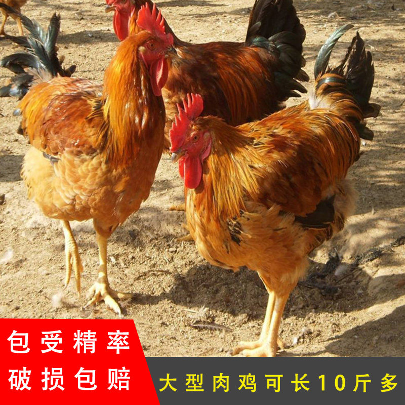 快大型麻黄鸡 k9港麻 882大种鸡受精蛋可孵化种蛋 黄花鸡肉鸡种蛋