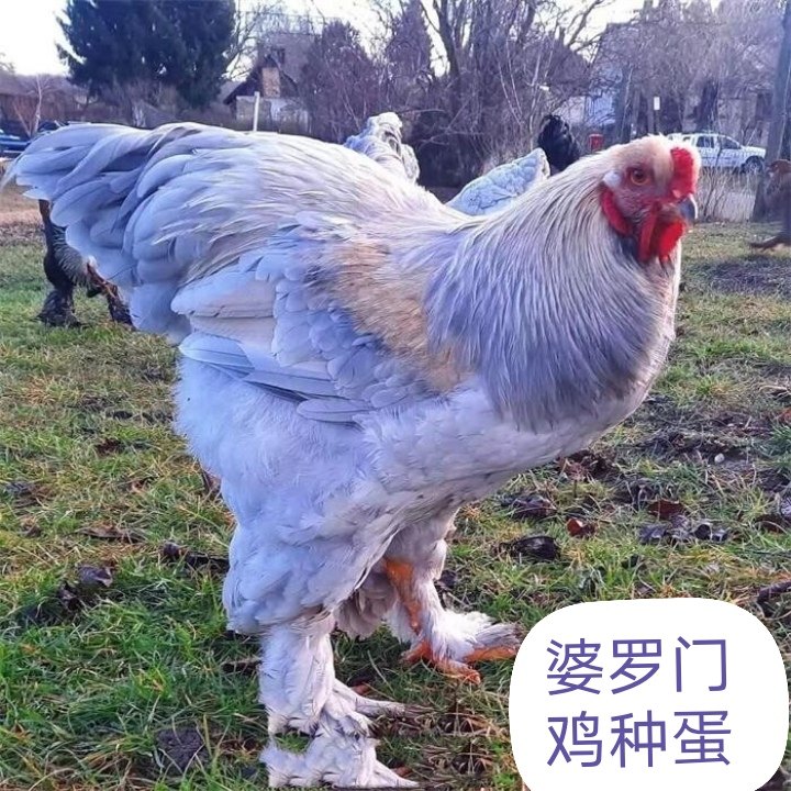 雪花薰衣草婆罗门鸡梵天鸡种蛋受精蛋可孵化观赏鸡生态养殖散养