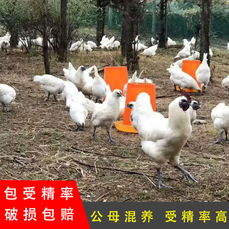 可孵化正宗珍禽肉鸡散养大型腾冲雪鸡种蛋新鲜乌鸡蛋乌骨鸡农家