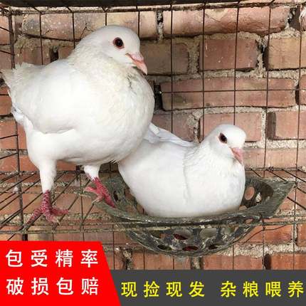 白羽王鸽子种蛋受精蛋可孵化的鸽子蛋元宝鸽灰王银王种蛋观赏鸽