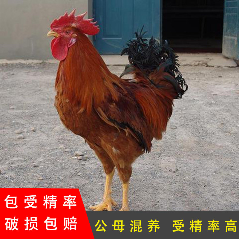 庄河大骨鸡种蛋 大骨鸡种蛋 受精蛋 可孵化小鸡纯种新鲜30枚包邮
