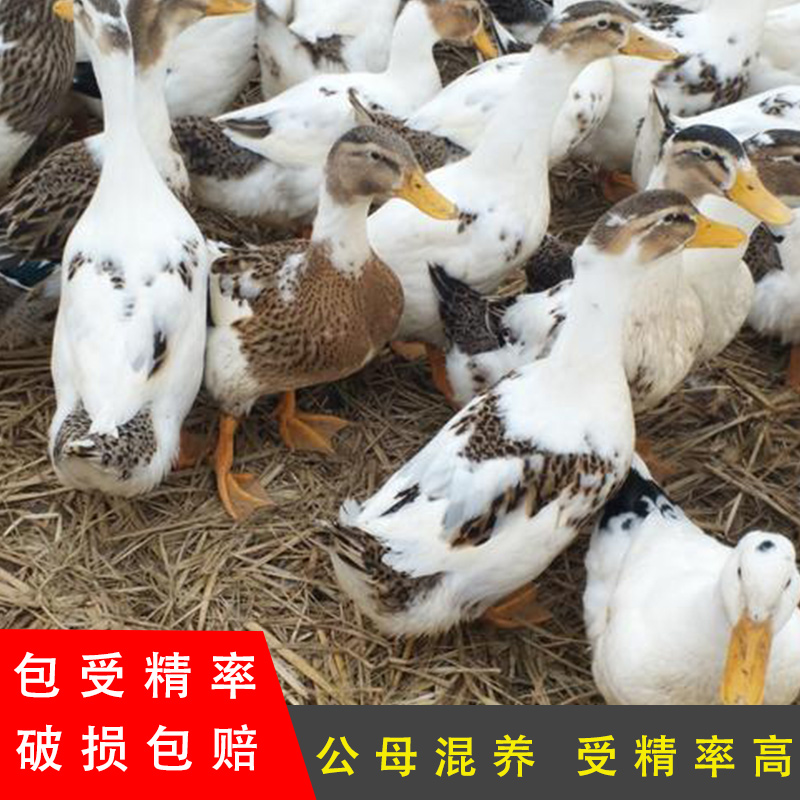 四川花边鸭种蛋受精蛋麻鸭大种肉鸭蛋可孵化一点花番鸭土鸭蛋肉鸭