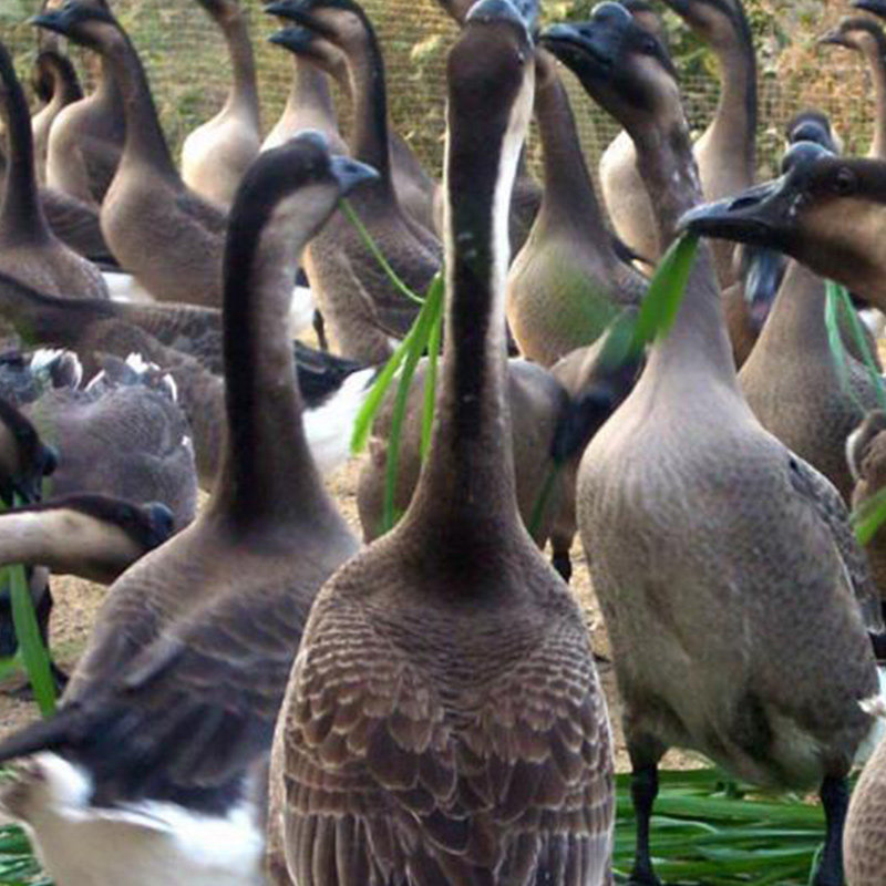 纯种雁鹅种蛋受精蛋可孵化马岗鹅狮头鹅大种灰鹅黑棕鹅满12枚包邮
