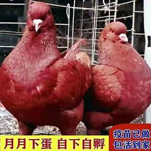巨型纯种元宝鸽大体元宝鸽观赏鸽落地王鸽活物一对包邮包活到家