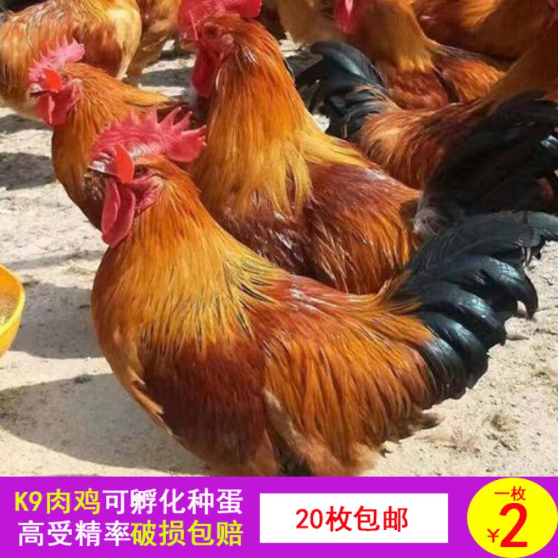 青脚麻鸡种蛋云贵川肉鸡快大型红瑶鸡k9三黄鸡孵化蛋高受精率土鸡