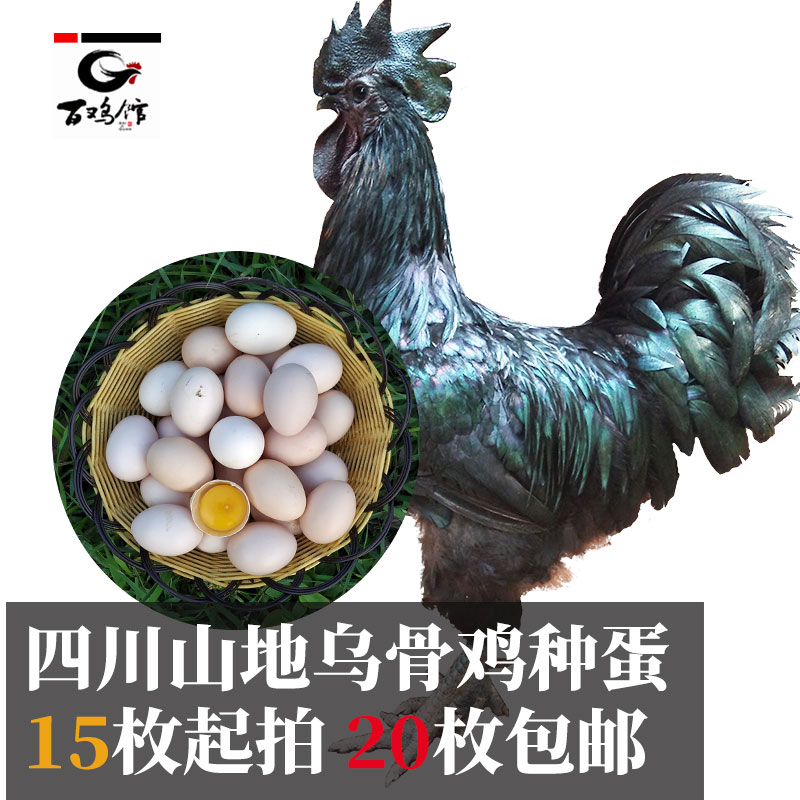 四川兴文山地乌骨鸡土鸡肉鸡种蛋受精蛋快大黑肉鸡乌鸡五黑可孵化
