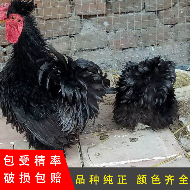 孵化黑色元宝鸡黄色受精蛋麒麟鸡卷毛鸡正宗散养观赏鸡翻毛鸡种蛋