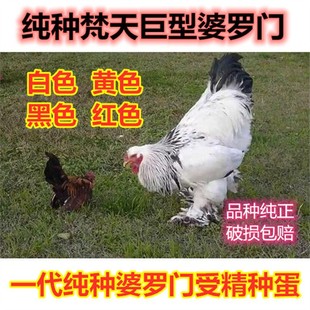 巨型婆罗门鸡活受精种蛋纯种梵天鸡种蛋大型观赏宠物鸡受精蛋纯种