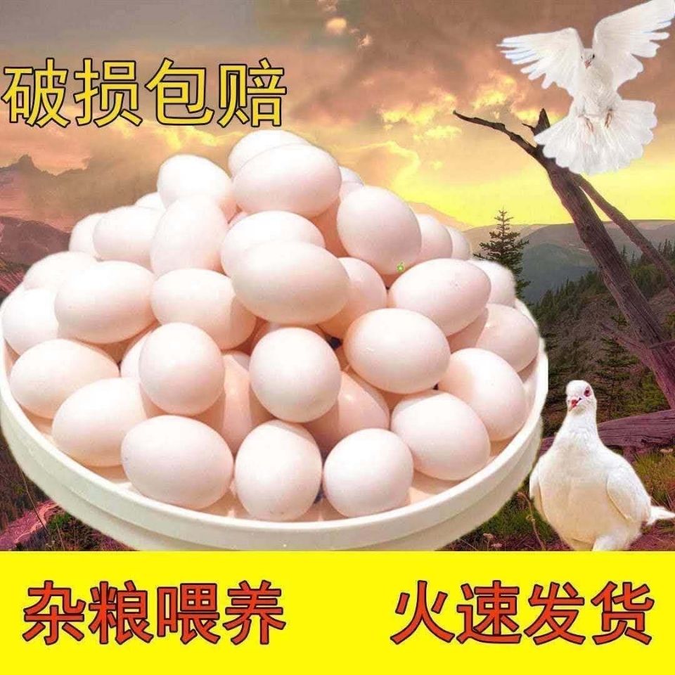 20枚正宗精选土鸽现捡现发新鲜鸽子蛋儿童孕妇营养辅食宝宝孕妇