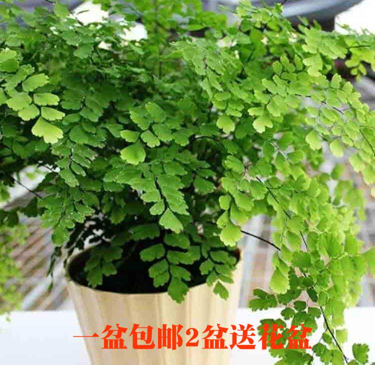 适合放在厕所的植物卫生间植物盆栽除臭 盆栽绿植 吸甲z醛净化空
