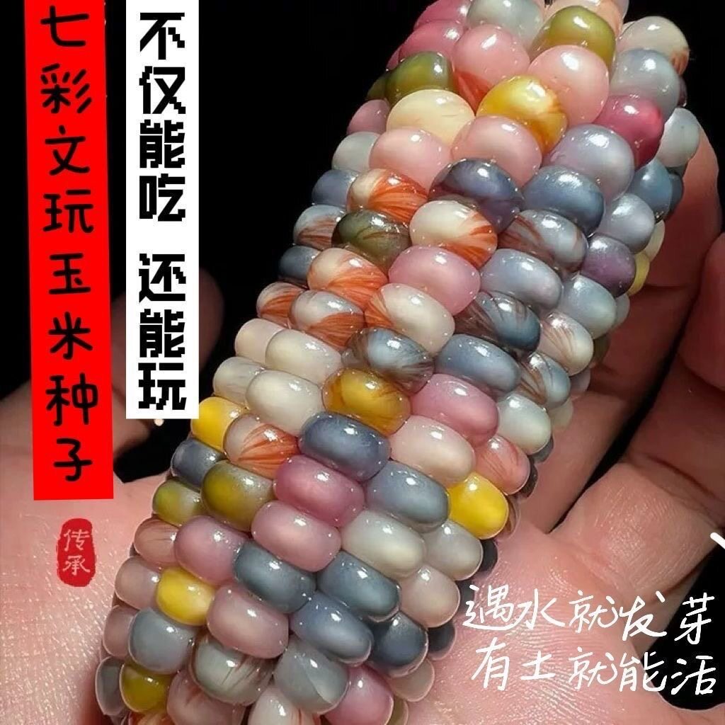 多彩玉米种玉米粒文玩玉米七彩琉璃玉米文玩宝石玉米观赏玉米种子