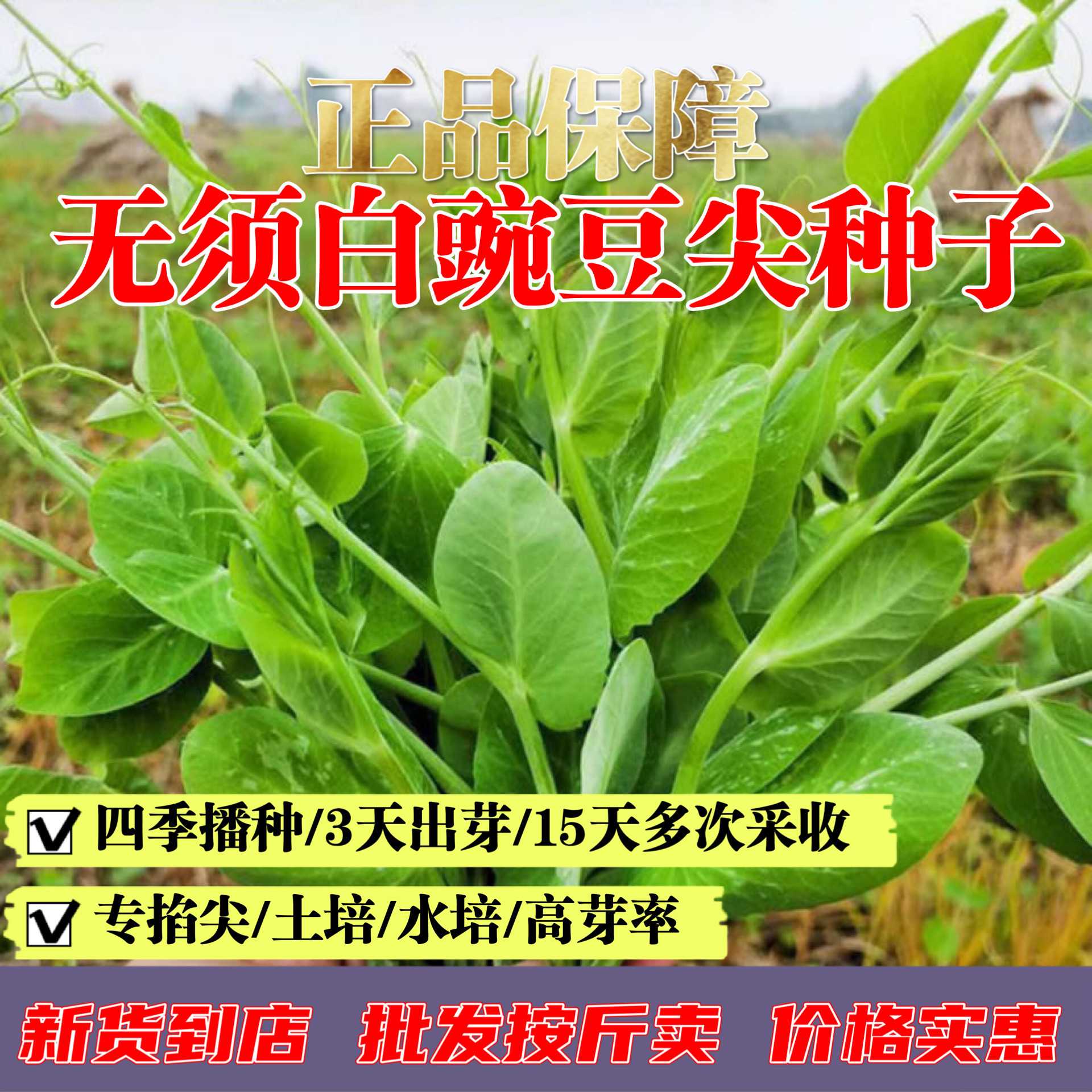 【正品新货】无须豌豆尖种子盆栽地栽豆芽蔬菜籽白豌豆苗水培土培