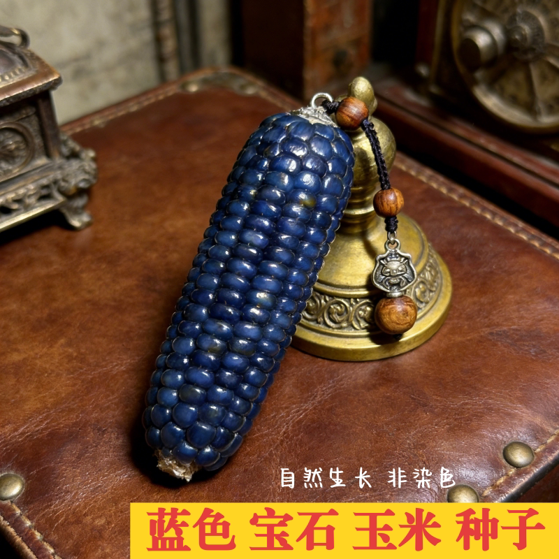 宝石蓝玉米种子文玩彩色手把件盘玩新手易活出芽率高七彩血丝玉米