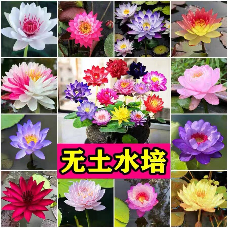 四季水培植物碗莲种子夏季水养盆栽荷花开口睡莲碗莲家庭园艺种子