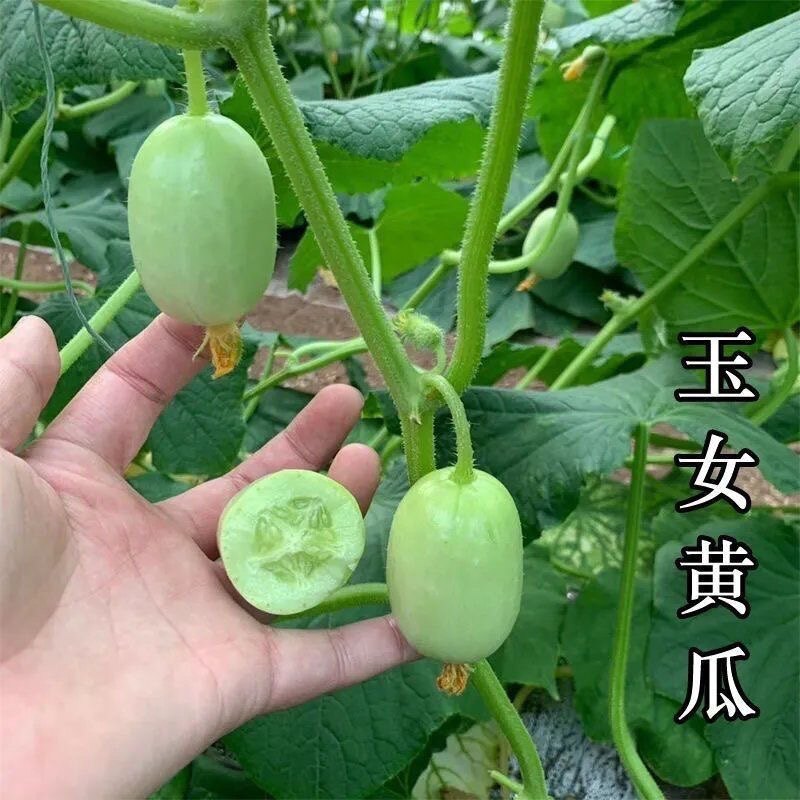 迷你玉女黄瓜种子水果甜瓜金童小黄瓜种籽阳台盆栽庭院蔬菜四季种