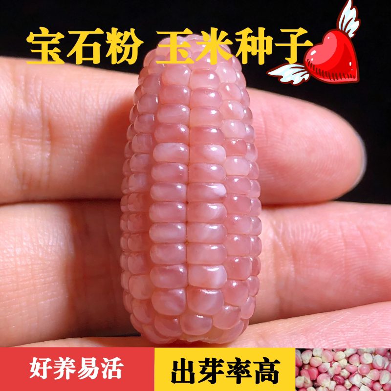 宝石粉玉米种子文玩彩色手把件盘玩新手易活出芽率高七彩血丝玉米