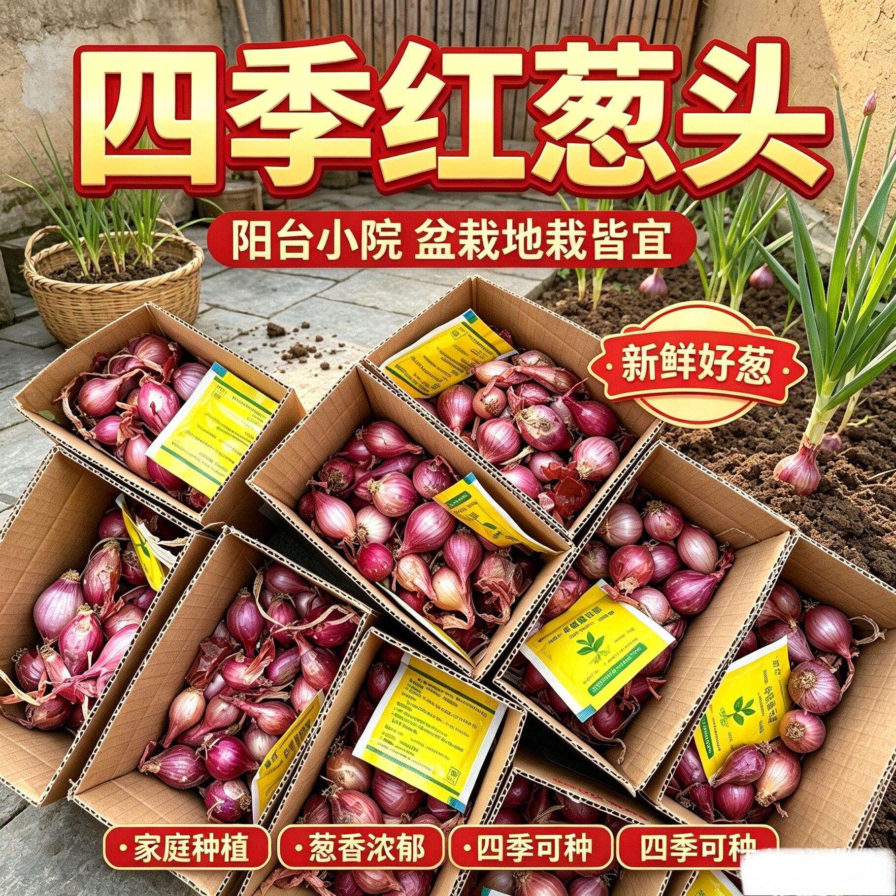 四季播小香葱头小洋葱可吃可种阳台多次采收农家毛葱头蔬菜种子