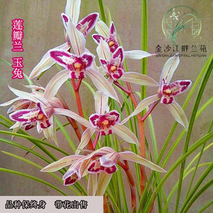 丽江星蝶 玉兔彩蝶 红满天 云南莲瓣兰名品三星蝶花 假一赔十