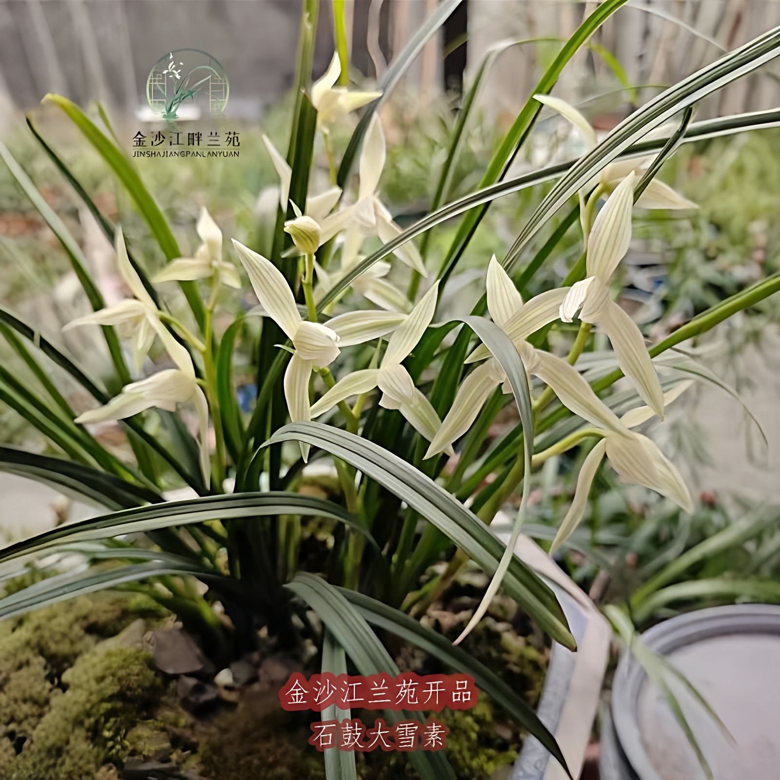 （假一赔十）正品大雪素小雪素素心兰花云南莲瓣兰带花苞带盆栽好