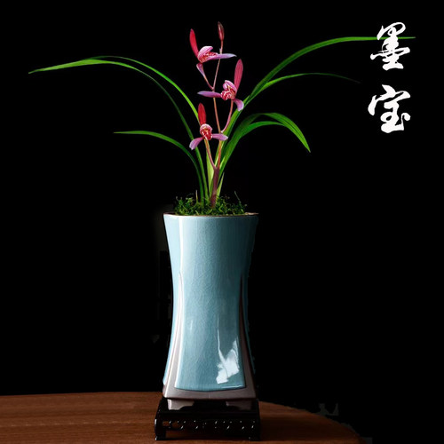 【墨宝】建兰铭品八大红花之一 香气雅致，极具国兰姿韵 勤花勤芽