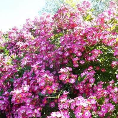 月季莫扎特遮阳伞粉色密集小花可垂吊盆栽低维护花苗