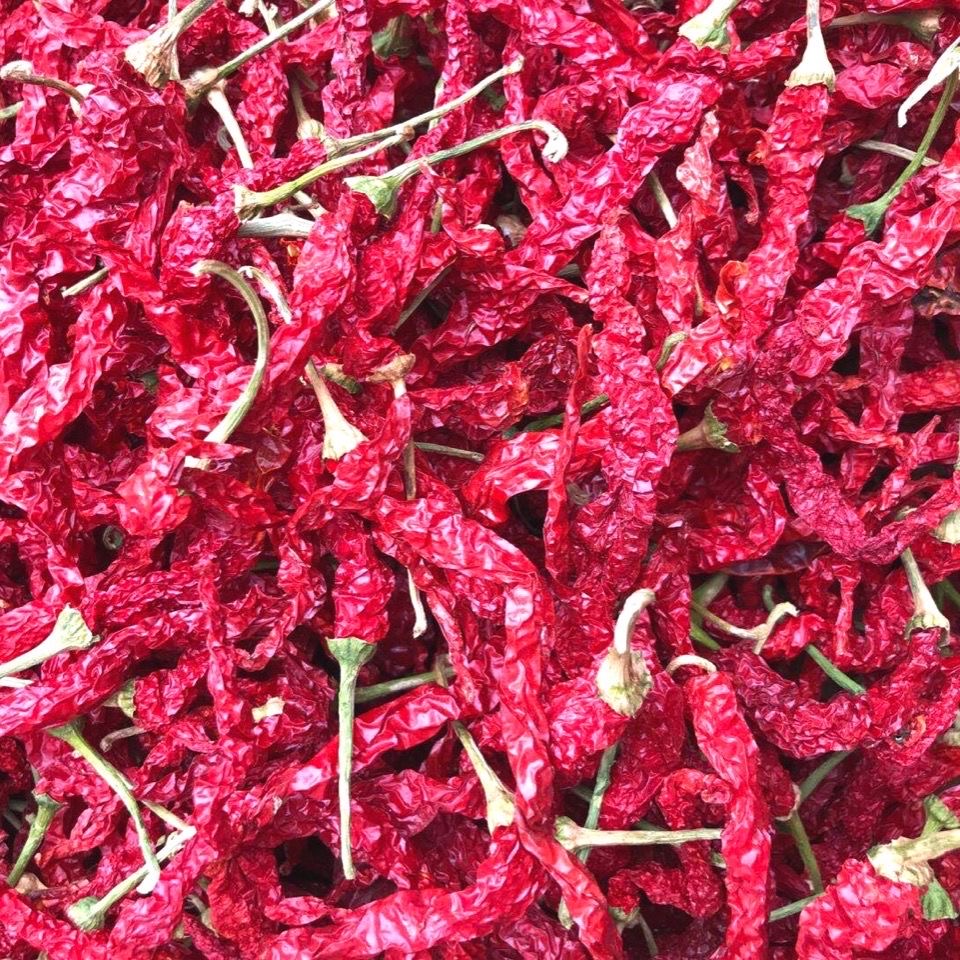 微辣特香二荆条湖南辣椒