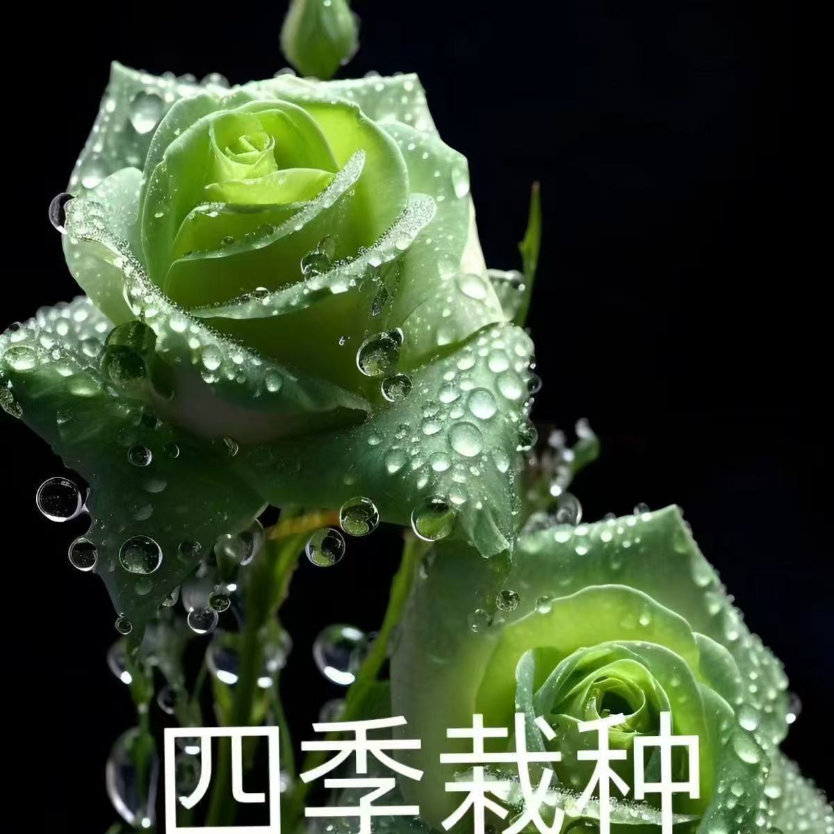 云南特级花苗大全玫瑰花苗浓香型月季老桩大花盆栽地四季栽种阳台图片