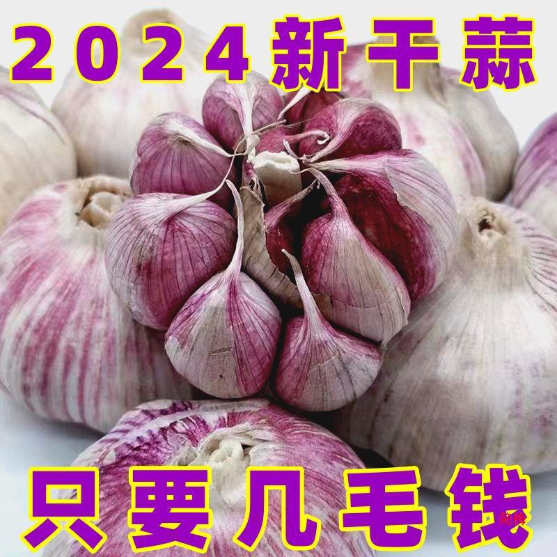 子山东十足红皮大蒜农家自种头干包邮新鲜干蒜紫皮大蒜