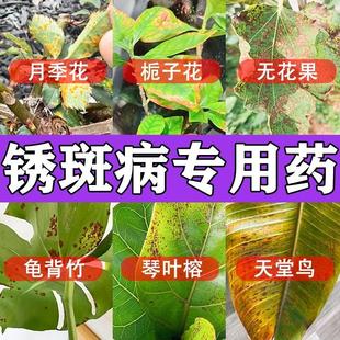 锈病专用药月季龟背竹栀子花发财树天堂鸟茶兰花铁锈斑黑斑营养液
