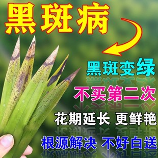 兰花黑斑病专用药肥料治黄叶焦尖发黑烂根神器建兰系列兰花植物液