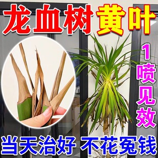 龙血树专用营养液急救龙须树叶子发黄枯叶烂根腐烂杀菌怎么养肥料