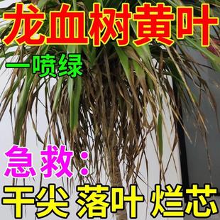 龙血树专用药治叶子发黄干尖烂根卷叶营养液怎么养龙须树专用肥料