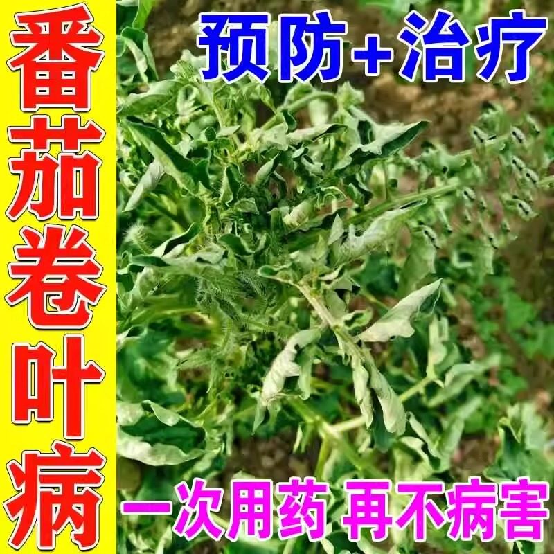 番茄卷叶病专用肥西红柿病毒病专用药专用白粉黑杆黄叶落果病菌清