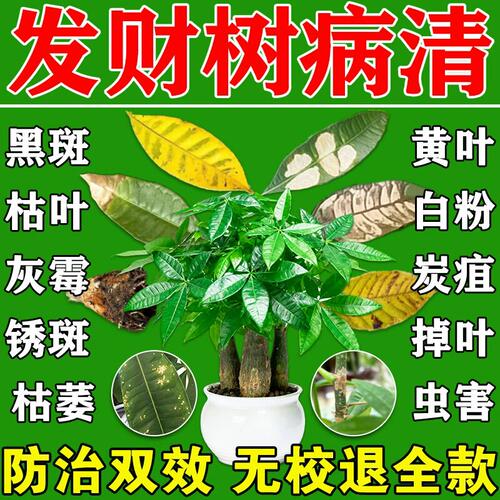 发财树专用营养液治黄叶枯叶黄斑烂根叶斑病专用药肥料掉叶免稀释